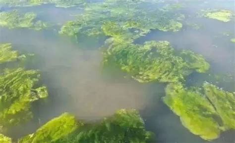 青苔水|水产养殖难题—青苔！